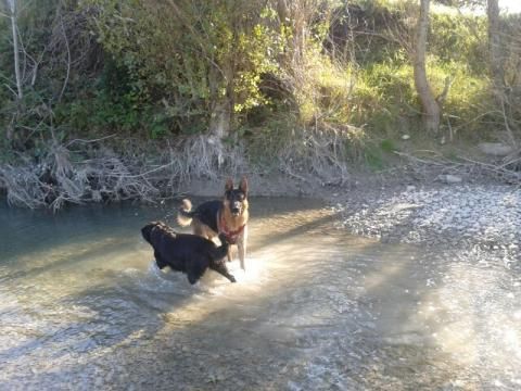 Des Terres D'Harmony - Isko en pleine baignade!!!