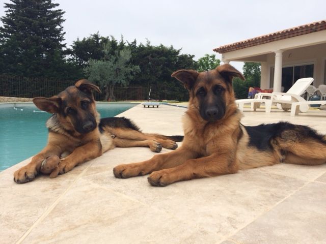 Des Terres D'Harmony - Jeep et Jango à 5 mois (Italo/Fallone)