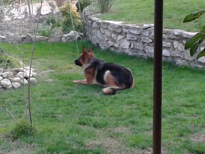 Des Terres D'Harmony - Hoska en pleine chasse!!!