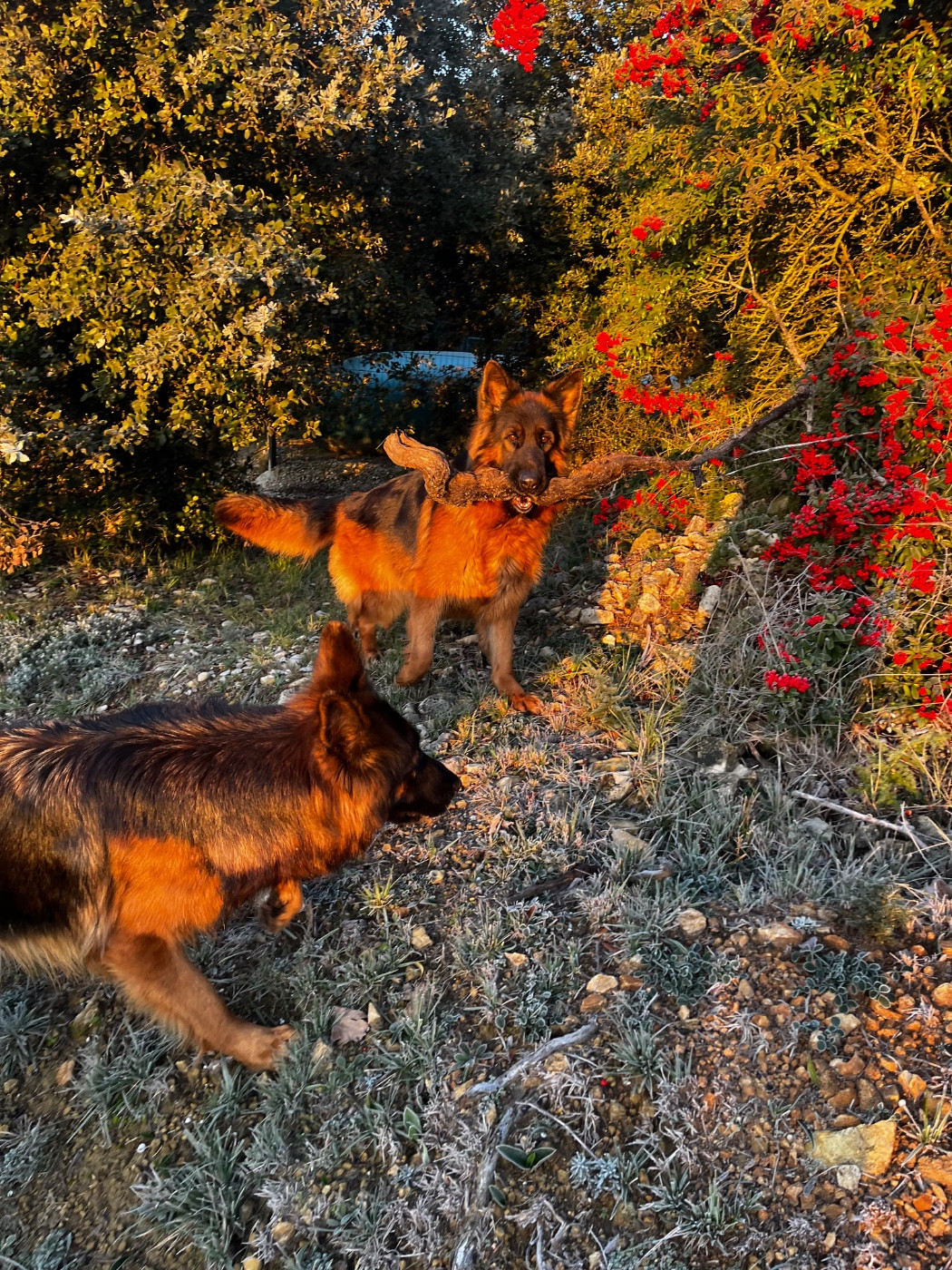 Bientôt . Chiots poils long 2026!!!