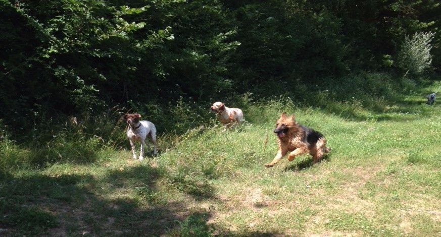 Des Terres D'Harmony - Iska (fly/frisko) à 18 mois et ses copains....