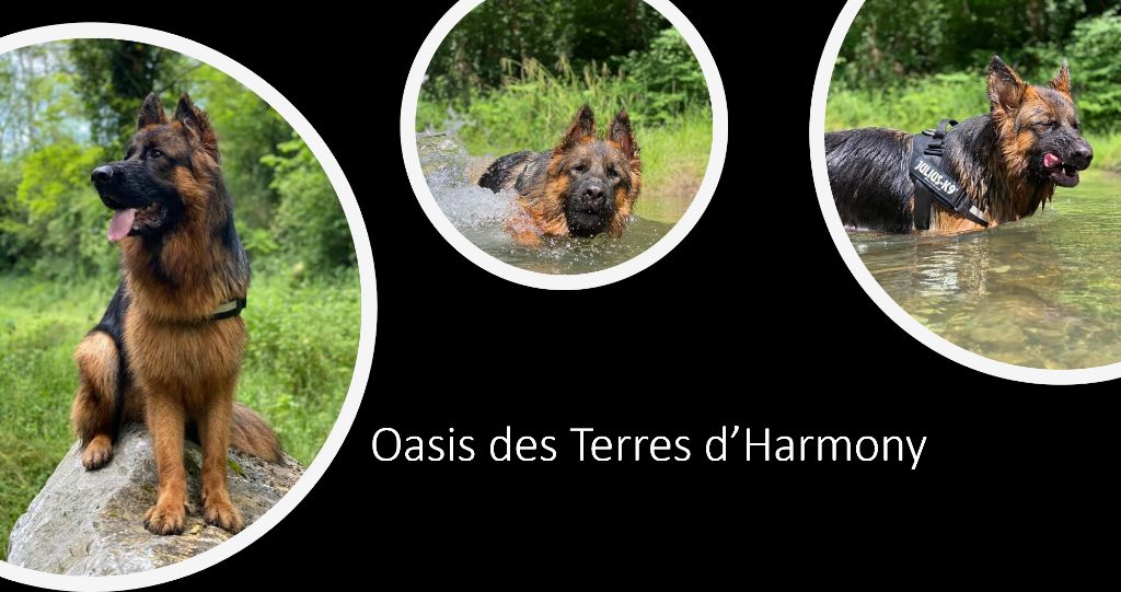 Des Terres D'Harmony - Oasis des Terres d'Harmony