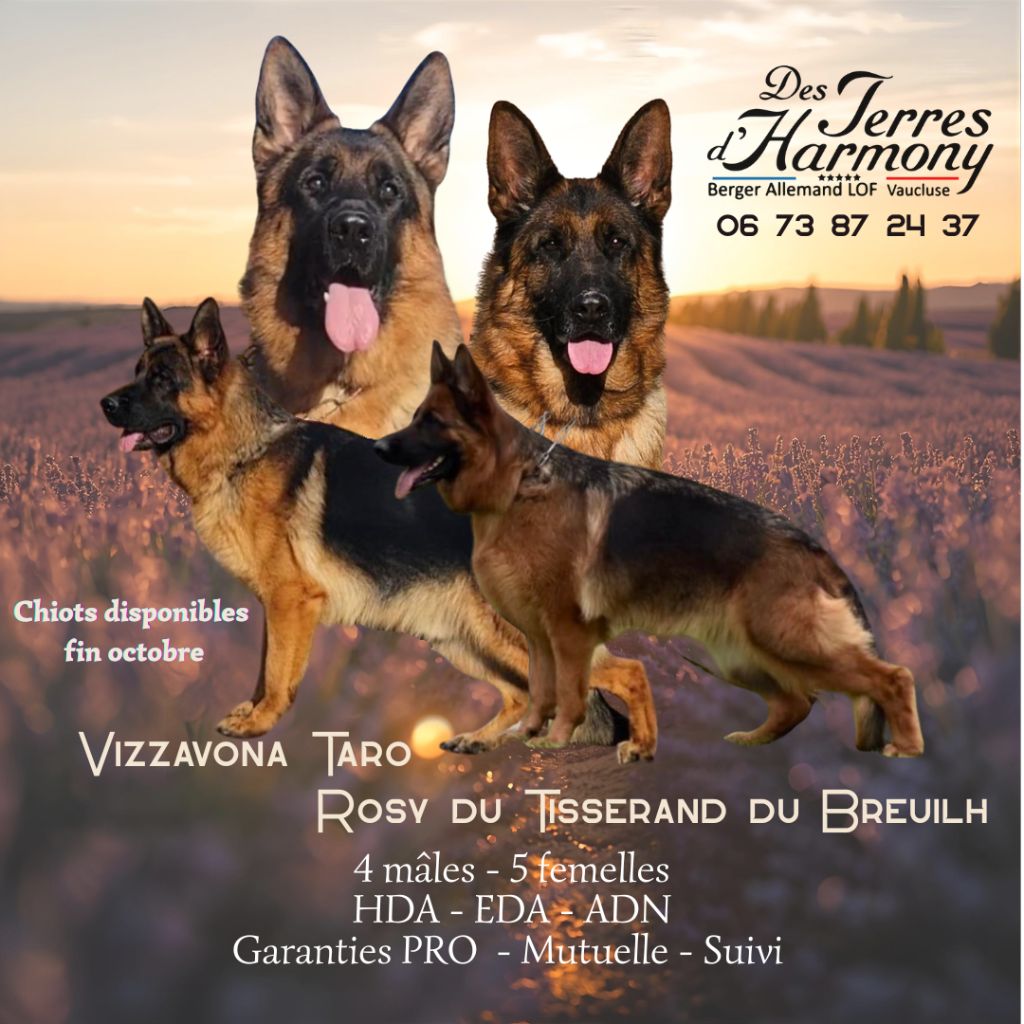 Portée Rosy/Taro du 02 septenbre 2025
