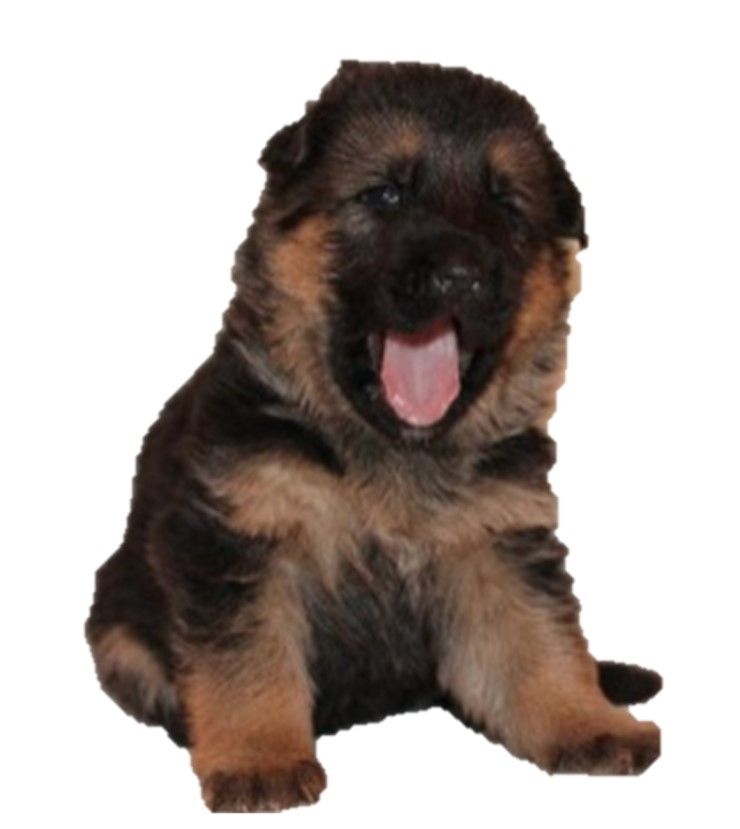 Chiot Berger Allemand Des Terres D'Harmony