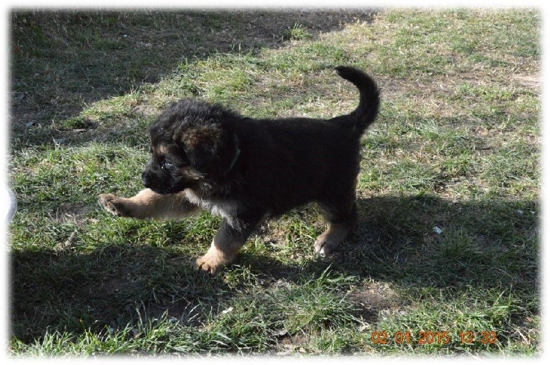 Chiot Berger Allemand Des Terres D'Harmony