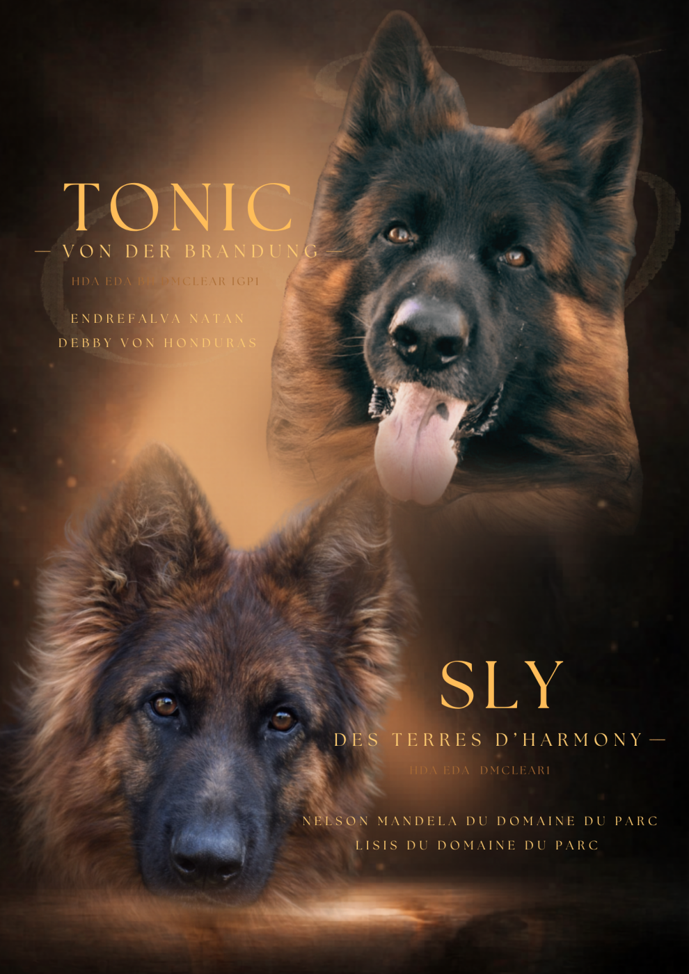 Des Terres D'Harmony - Chiots disponibles - Berger Allemand Poil Long