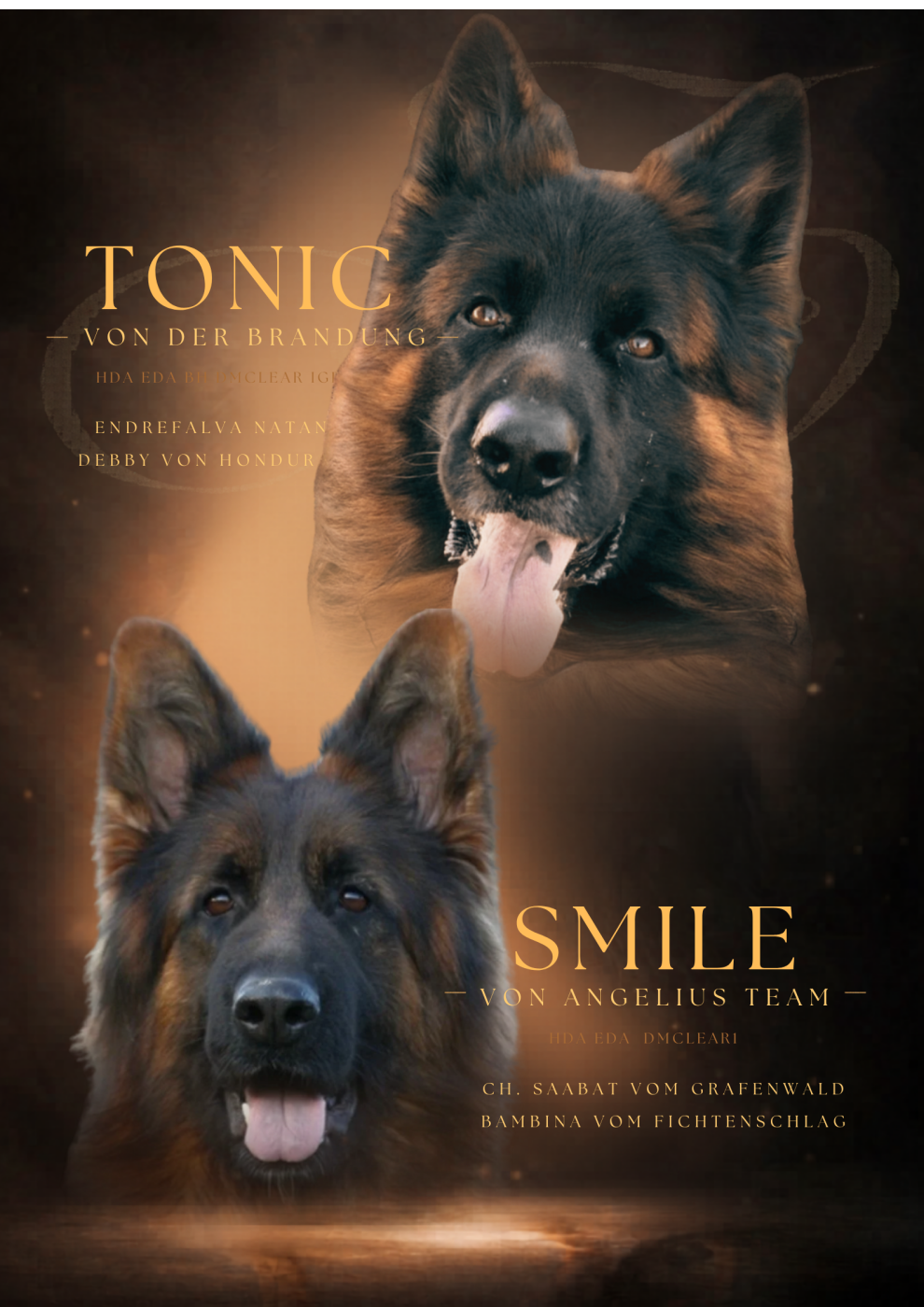 Des Terres D'Harmony - Chiots disponibles - Berger Allemand Poil Long