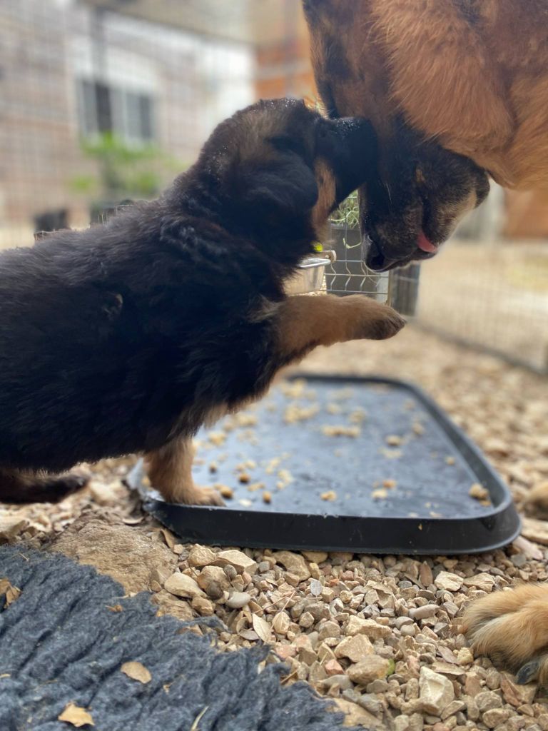 Des Terres D'Harmony - Chiots disponibles - Berger Allemand