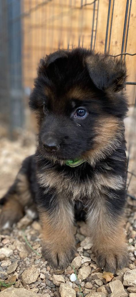 Des Terres D'Harmony - Chiots disponibles - Berger Allemand