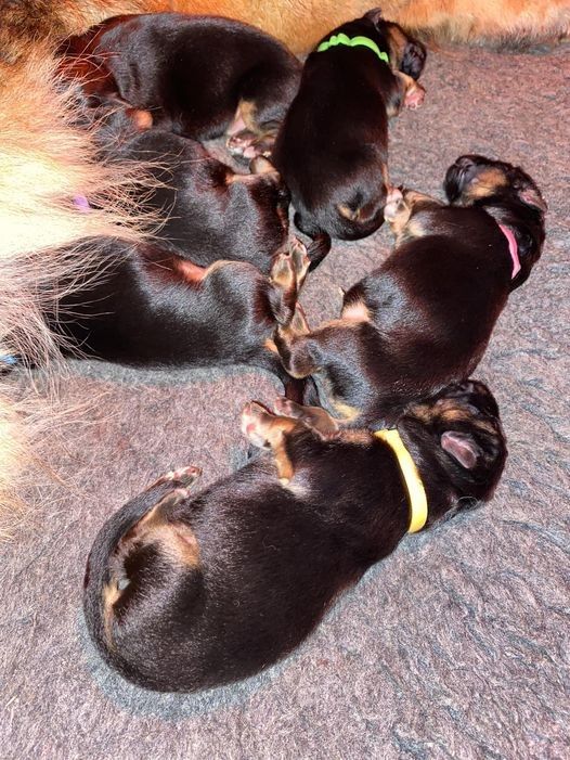 Chiot Berger Allemand Poil Long Des Terres D'Harmony