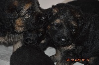 CHIOT