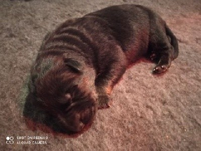 CHIOT