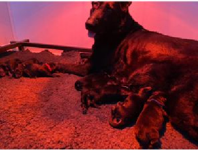 CHIOT 6