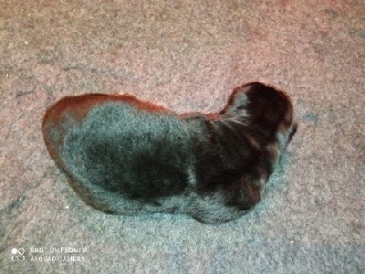 CHIOT