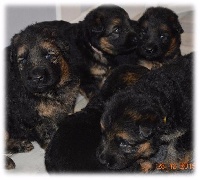 CHIOT