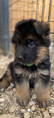 CHIOT 5