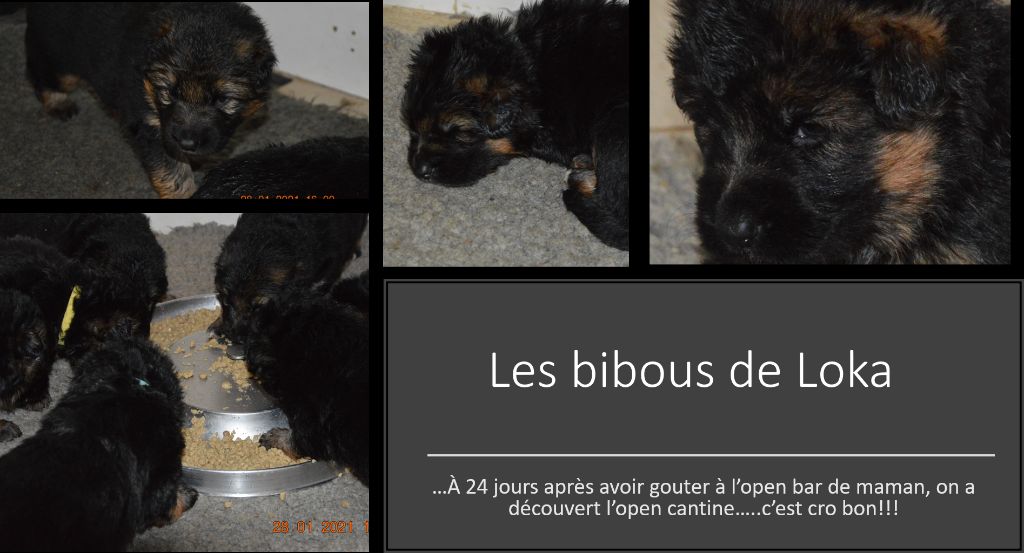 CHIOT