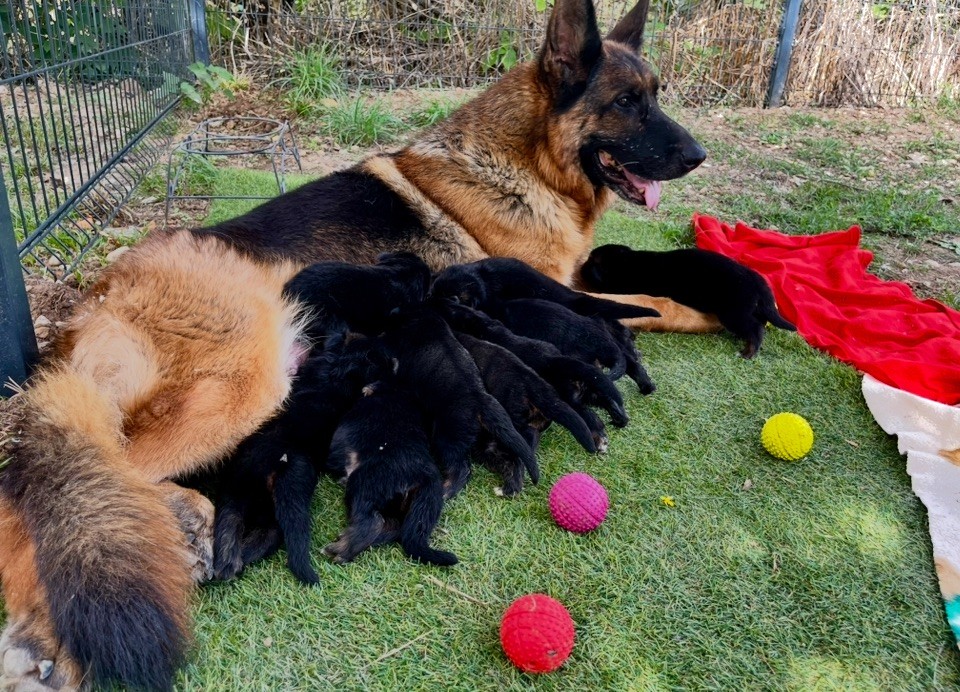 Des Terres D'Harmony - Berger Allemand - Portée née le 02/09/2025